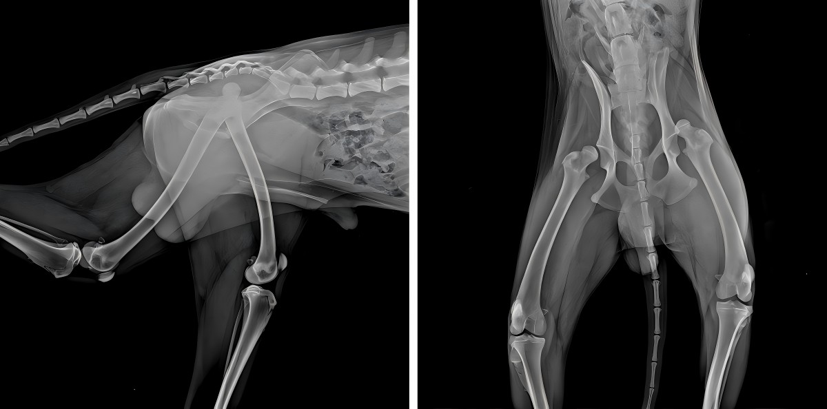 Pagbabahagi ng kaso ng VetMedix 丨 Ang mataas na lakas ng laser ay nagpapabuti sa pag -rehab ng postoperative ng bilateral femoral dislocation