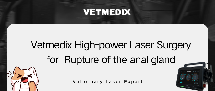 Pagbabahagi ng kaso ng VetMedix 丨 Mataas na Power Laser Surgery para sa pagkalagot ng anal gland