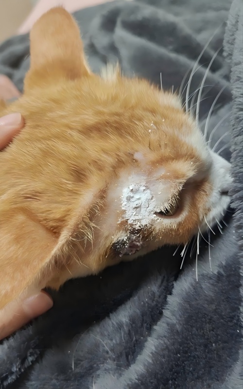 Pagbabahagi ng kaso ng VetMedix 丨 Kaso ng Application ng High-Energy Laser Therapy sa Paggamot sa Ulceration ng Balat