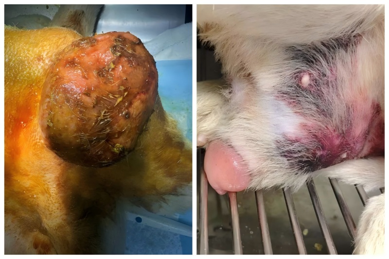 Pagbabahagi ng kaso ng VetMedix 丨 Application ng high-energy laser therapy sa pagpapagamot ng pagpapalaki ng prostatic