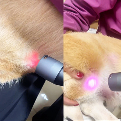 Pagbabahagi ng kaso ng VetMedix 丨 Kaso ng Application ng Class 4 Laser Therapy para sa Konting Pinsala ng Kne