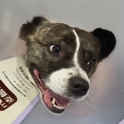 Ulat ng kaso ng VetMedix 丨 Ang paggamit ng beterinaryo ng laser therapy sa pagpapagamot ng talamak na neuritis sa isang pasyente ng kanin