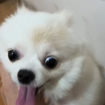 Pagbabahagi ng kaso ng VetMedix 丨 Kaso ng Application ng High-Energy Laser sa Paggamot sa Canine Ringworm